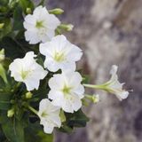 Miracle Tohum Beyazların Dansı White Akşam Sefası Çiçeği Tohumu(20 tohum)