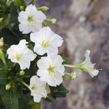 Miracle Tohum Beyazların Dansı White Akşam Sefası Çiçeği Tohumu(20