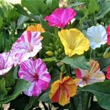 Miracle Tohum Bicolor Mixed Akşam Sefası Çiçeği Tohumu(20 tohum)