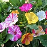 Miracle Tohum Bicolor Mixed Akşam Sefası Çiçeği Tohumu(20