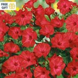 Miracle Tohum Bright Red Akşam Sefası Çiçeği Tohumu(20 tohum)