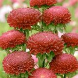 Miracle Tohum Callistephus Pompon Dark Red Aster Çiçeği Tohumu(50 tohum)