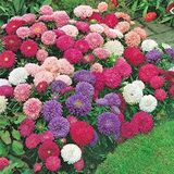 Miracle Tohum Callistephus Pompon Dark Red Aster Çiçeği Tohumu(50
