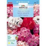 Miracle Tohum Colorama Karışık Renkli Hibrit Sardunya Çiçeği (24 tohum)