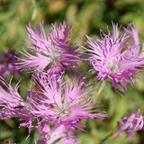 Miracle Tohum Dianthus Superbus Rose Bol Kokulu Karanfil Çiçeği Tohumu(100 adet)