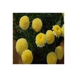 Miracle Tohum Dona Dayanıklı Pompon Yellow Aster Çiçeği Tohumu(50 tohum)