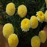 Miracle Tohum Dona Dayanıklı Pompon Yellow Aster Çiçeği Tohumu(50