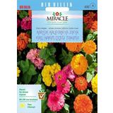 Miracle Tohum Karışık Kaliforniya Zinya Kirli Hanım Çiçeği (50 tohum)