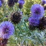 Miracle Tohum Kenger Otu(Cynara Cardunculus) Tohumu(5