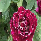 Miracle Tohum Kokulu Clove Rose Karanfil Yediveren Sarmaşık Gül (5 adet)