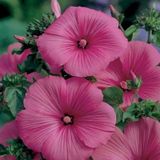 Miracle Tohum Lavatera Trimestris Regis Carmine Pamuk Çiçeği Tohumu(50 tohum)