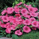 Miracle Tohum Lavatera Trimestris Regis Pembe Pamuk Çiçeği (50 tohum)