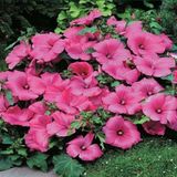 Miracle Tohum Lavatera Trimestris Regis Pembe Pamuk Çiçeği Tohumu (50 tohum)