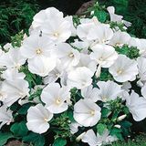 Miracle Tohum Lavatera Trimestris Regis Pure White Pamuk Çiçeği Tohumu(50
