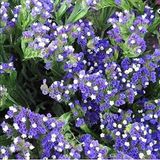 Miracle Tohum Limonium Sinuatum Blue River Deniz Lavantası (30 tohum)