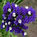 Miracle Tohum Limonium Sinuatum Deep Blue Deniz Lavantası Tohumu(30 tohum)