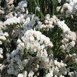 Miracle Tohum Limonium Sinuatum Pure White Deniz Lavantası Tohumu(30
