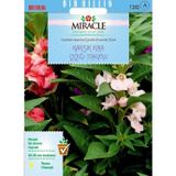 Miracle Tohum Miracle Balsamina Karışık Renkli Kına Çiçeği Tohumu (100 tohum)