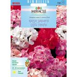 Miracle Tohum Miracle Colorama Karışık Renkli Hibrit Sardunya Çiçeği Tohumu (24 tohum)