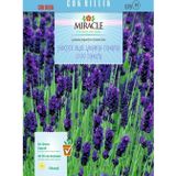 Miracle Tohum Miracle Hidcote Blue Lavanta Tohumu (100 tohum)