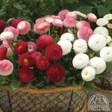 Miracle Tohum Mix Katmerli Bellis Perennis Ponpon İngiliz Çayır Papatyası Çiçeği Tohumu(100