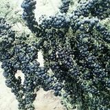 Miracle Tohum Nadir Siyah Goji Berry (1000 adet)