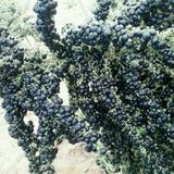 Miracle Tohum Nadir Siyah Goji Berry Tohumu (1000 adet)
