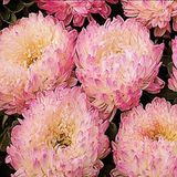 Miracle Tohum Paeony Duchesse Apricot Pompon Aster Çiçeği (50 tohum)