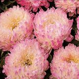 Miracle Tohum Paeony Duchesse Apricot Pompon Aster Çiçeği Tohumu (50 tohum)
