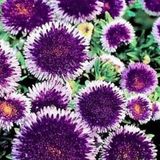 Miracle Tohum Pompon Blue Moon Aster Çiçeği Tohumu (50 tohum)