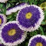 Miracle Tohum Pompon Blue with white Centre Aster Çiçeği Tohumu (50 tohum)