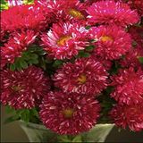 Miracle Tohum Pompon Fire Beacon Aster Çiçeği Tohumu(50