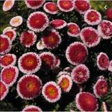 Miracle Tohum Pompon Hi-no-maru Aster Çiçeği Tohumu(50 tohum)