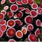 Miracle Tohum Pompon Hi-no-maru Aster Çiçeği Tohumu(50