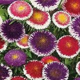 Miracle Tohum Pompon Hinomaru Mixed Aster Çiçeği Tohumu(50 tohum)