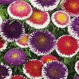 Miracle Tohum Pompon Hinomaru Mixed Aster Çiçeği Tohumu(50
