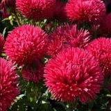 Miracle Tohum Pompon Paeony Duchesse Crimson Aster Çiçeği Tohumu (50 tohum)