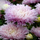 Miracle Tohum Pompon Rose Aster Çiçeği Tohumu(50 tohum)