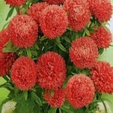 Miracle Tohum Pompon Salmon Red Aster Çiçeği Tohumu(50 tohum)