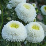 Miracle Tohum Pompon White Aster Çiçeği Tohumu(50 tohum)