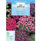 Miracle Tohum Rock Cress Aubrieta Karışık Renkli Obrizya Çiçeği (400 tohum)