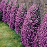 Miracle Tohum Rose Pink Aubrieta Obrizya Çiçek Tohumu(50