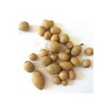 Miracle Tohum Serapias Vomeracea Salep Yumrusu Tohumu (10 Adet)