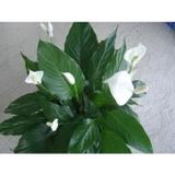 Miracle Tohum Spathıphyllum Barış(Yelken Çiçeği) Çiçeği Tohumu(10 tohum)