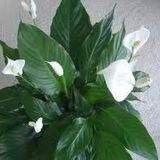 Miracle Tohum Spathıphyllum Barış(Yelken Çiçeği) Çiçeği Tohumu(10