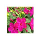 Miracle Tohum Violet Pink Akşam Sefası Çiçeği Tohumu(20 tohum)