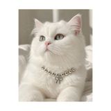 MİRAZ TASARIM Gümüş İnci Fiyonk Kedi Köpek Boyun Kolyesi Kedi Köpek Tasma Aksesuar Luxury Pet Collar