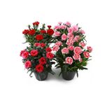Mis Kokulu 4 Adet Karanfil Çiçeği Bodur Tür Dianthus Çiçekli Bitki 15-25cm