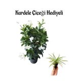 Mis Kokulu Beyaz Renk Mandevilla Çiçeği Sevgililer Gününe Özel Kurdele Çiçeği Hediyeli, BTS001NA2237