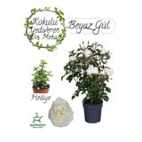 Mis Kokulu Canlı Beyaz Renk Gül 30-40Cm + Yeşim Çiçeği Hediye